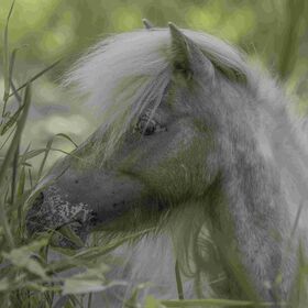 Danielle Ropelato ist der Autor hier das Bild