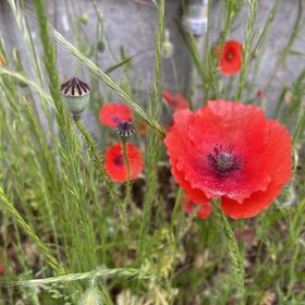 Manuela Widmer ist der Autor hier das Bild